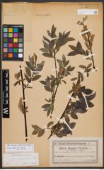 Salix bicolor Ehrh. ex Willd.